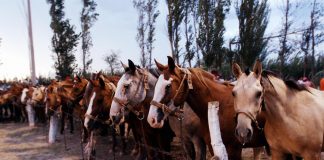 L’Ue vuole vietare di macellare i cavalli