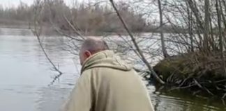 Grosso cigno entra in una casa a Borgo Virgilio, viene liberato dalla Polizia Provinciale