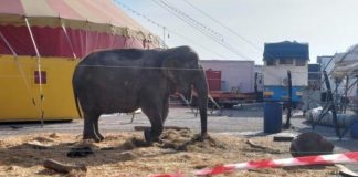 Asola, resta sotto sequestro l’elefantessa del circo. Niente spettacoli con Bambi