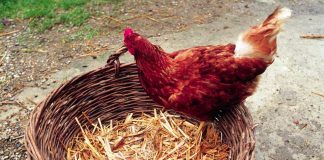Egitto, zampe di gallina contro fame: bufera su consigli governo