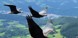 Giornata mondiale fauna selvatica, salvati oltre 4.000 animali da Zoo e Acquari d’Italia