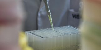 Candida auris, cos’è: sintomi, cura, come si trasmette