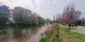 Goito, incarico agronomico per la riqualificazione del Lungo Mincio