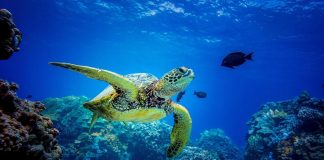 Oceani, Onu raggiunge accordo su protezione Alto mare