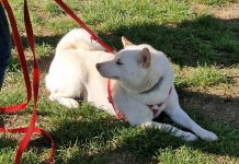 Ostiglia, Incorvaia chiede nuovo sgambatoio per cani: “Quello attuale è inadeguato”