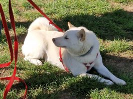 Ostiglia, Incorvaia chiede nuovo sgambatoio per cani: “Quello attuale è inadeguato”