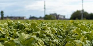 Hannappel (Philip Morris): ‘Quarto rinnovo accordi con Masaf per acquisto tabacco italiano’