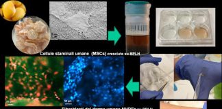 Ricerca, in arrivo dal lupino nuovi biomateriali per biomedicina e food