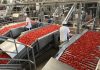 Pomodoro da industria: trattative in stallo. I produttori: “Costi aumentati, troppo pochi 126 euro”