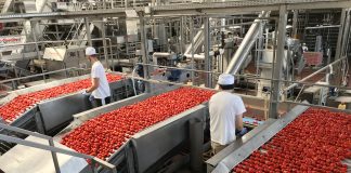 Pomodoro da industria: trattative in stallo. I produttori: “Costi aumentati, troppo pochi 126 euro”