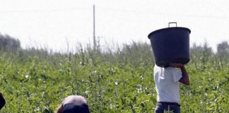 Lavoratori stagionali, procedura d’infrazione Ue contro l’Italia