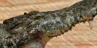 Usa, bimbo di 2 anni trovato morto nella bocca di un alligatore