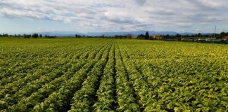 Morroni (Reg. Umbria): “Prosegue rapporto virtuoso di Philip Morris con nostro territorio”