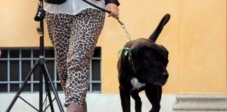 Altroconsumo, veterinario costa caro, prima visita fino a 85 euro
