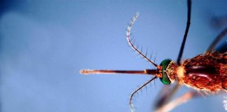 Approvato primo vaccino contro malaria che supera soglia 75% efficacia