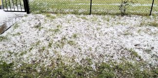 Grandine sui raccolti tra Goito e Cavriana: colpiti vigneti, frumento, kiwi, foraggi e verdure