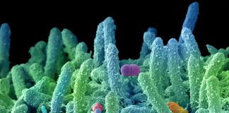 Antibiotico resistenza, Bassetti: “Oltre 80 milioni per finanziare lotta a super batteri”