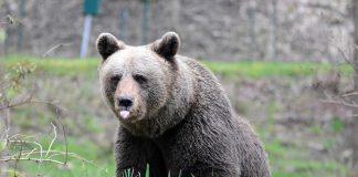 Orsa Jj4, Pichetto: “Spero che non venga abbattuta”
