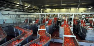 Mutti cerca 1.200 stagionali per campagna pomodoro