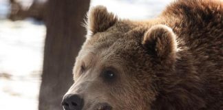 Trentino, runner ucciso da un’orso, l’autopsia conferma