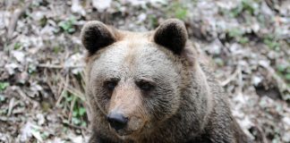 Orso MJ5, firmato il decreto di abbattimento