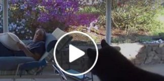 L’orso piomba in giardino, l’incontro a sorpresa – il Video