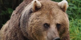 Orsi Trentino, da Brambilla “offerta per trasferire JJ4, MJ5 e M49 in luogo adeguato”