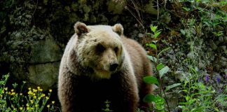Runner morto a Trento, ad aggredire è stata orsa Jj4
