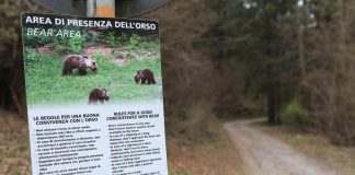 Stop abbattimento orsa Jj4, Fugatti: “Decisione Tar? C’è rabbia e sconforto”
