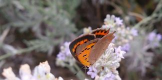 Torna la City Nature Challenge, in campo anche Roma con 450 città del mondo