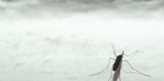 “In Europa più rischi Dengue con il cambio del clima”