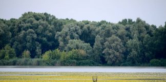 Mantova, Città d’acqua, sapori e poesia, sulle tracce di Virgilio