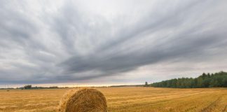 Raccolta di erba medica e fieno da foraggio, Coldiretti: la stagione è positiva