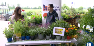 Giornata Mondiale Api, cosa possiamo fare per aiutarle? Ecco le piante loro amiche