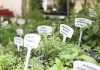 In Liguria questo week end arriva Aromatica, un evento tra profumi, sapori e prodotti a Diano Marina In Liguria questo week end arriva Aromatica, un evento tra profumi, sapori e prodotti a Diano Marina