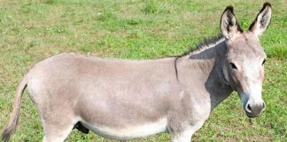 A Bozzolo il laboratorio per bambini “A scuola con l’asino”