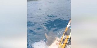 Squalo attacca il kayak, il video choc dalle Hawaii