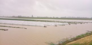 Dalla siccità all’alluvione, sott’acqua i campi tra Sermide e Felonica: colpiti meloni, cocomeri, cereali e orticole
