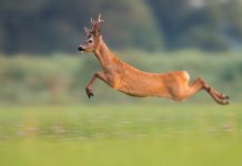 Travolto da un capriolo lungo il sentiero: muore 64enne in mountain bike