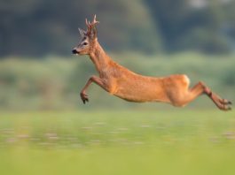 Travolto da un capriolo lungo il sentiero: muore 64enne in mountain bike