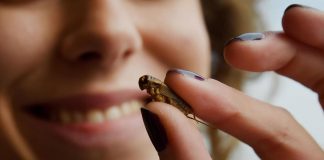 Eurispes, insetti nel piatto? 82% italiani non propenso ad assaggiarli