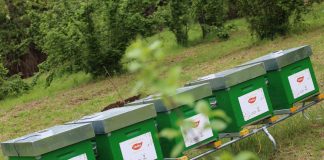 Sostenibilità, Findus: un bosco nettarifero per 5 milioni di insetti impollinatori