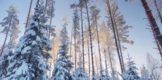 Usa, bambino sopravvive due giorni nella foresta mangiando neve