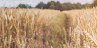Federagricoltura Agrigento, serve un incontro sul crollo del prezzo del grano e la crisi del settore