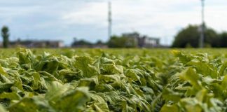Philip Morris, 10 anni di filiera tabacchicola integrata con ministero e Coldiretti