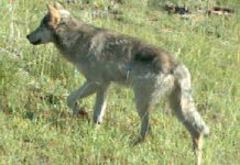 Lupi nel Mantovano, incontro al Parco del Mincio per sapere come comportarsi