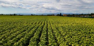 Philip Morris, impegno per uso tabacco di qualità e prodotto in linea requisiti ambiente