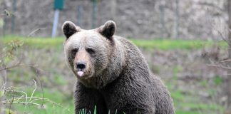 Trentino, orsi in eccesso saranno trasferiti