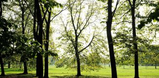 Milano, ritrovata 27enne americana che aveva denunciato violenza sessuale al parco di Trenno