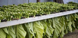 Philip Morris, il più importante acquirente di tabacco in Campania
